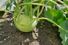 Kohlrabi-Blätter sollten bei der Zubereitung immer mitverarbeitet werden. Denn sie enthalten besonders viele Vitamine und Mineralstoffe. LANDSPIEGEL-Kohlrabi-230