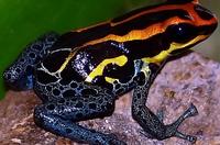 Ein Frosch mit flammfarbenem Kopf (Ranitomeya amazonica), aufgenommen in Peru