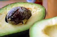 LS-Avocado_small