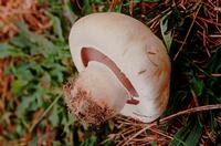 Ab in die Pfanne: Mit Champignons hat man in der Küche wenig Arbeit. (Bild: dpa)